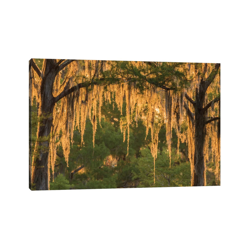 USA, Louisiana, Atchafalaya National Wildlife Refuge. Sunrise on swamp. 1 Piece Wrapped Canvas Wall Art