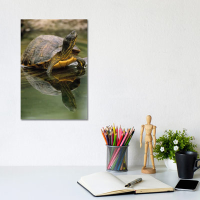 Yellow-Bellied Slider Turtle, Portrait, in Water, North America 1 Piece Wrapped Canvas Wall Art