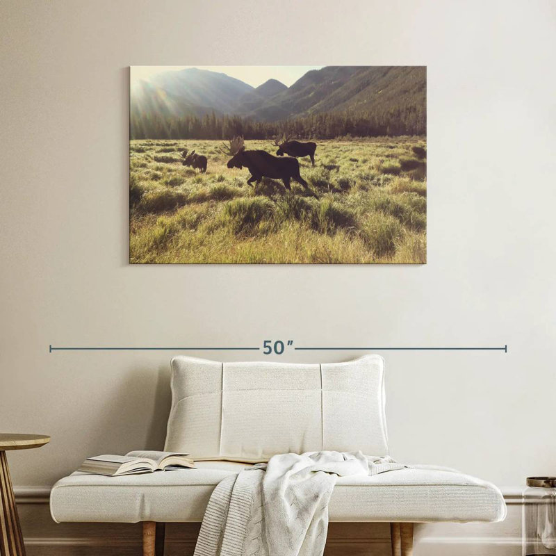 Brampt Three Bull Moose, 26" H x 39" W