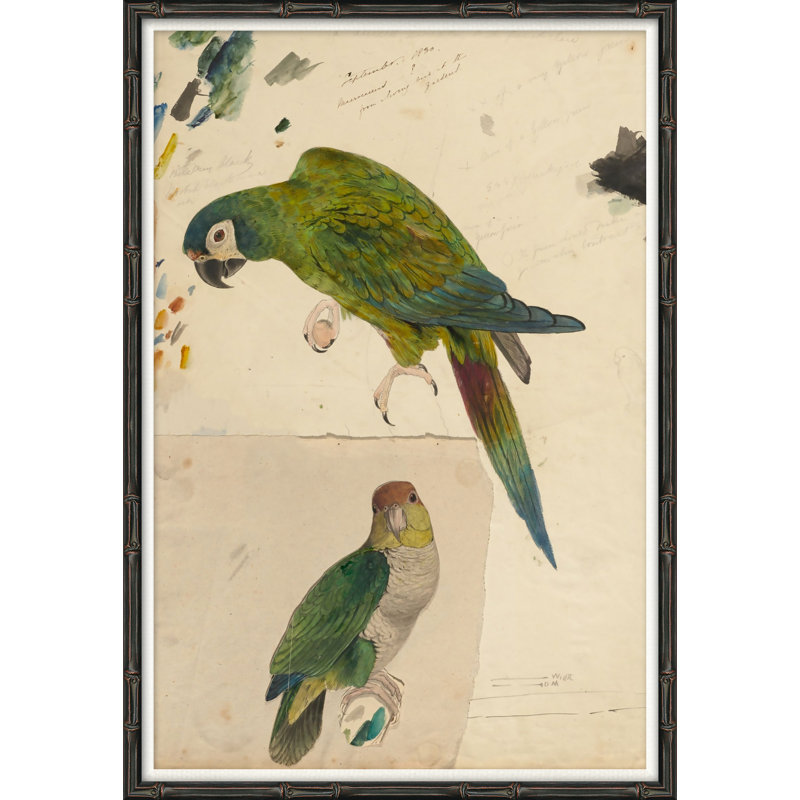 Green Parrot Giclee Print
