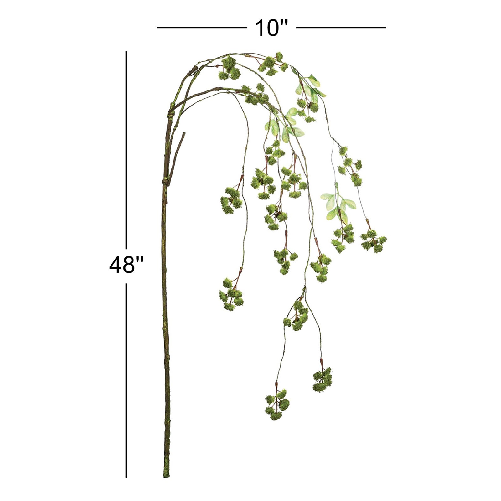 Irish Moss Stems