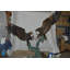 Statue en bronze des opposants aigles - Taille: L 90 po x l 69 po x H 90 po.