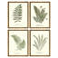 Plants & Flowers Set by Sandy Whitaker