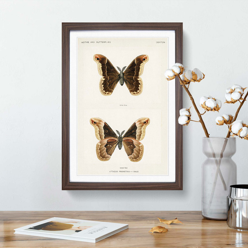 Promethea Silk-Moth by S.F. Denton - Picture Frame Painting Print, 36cm H x 27cm W x 2cm D, Walnut Framed
