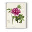 «Pretty Pink Botanicals I», reproduction encadrée - bois massif-1526581478-1526581497