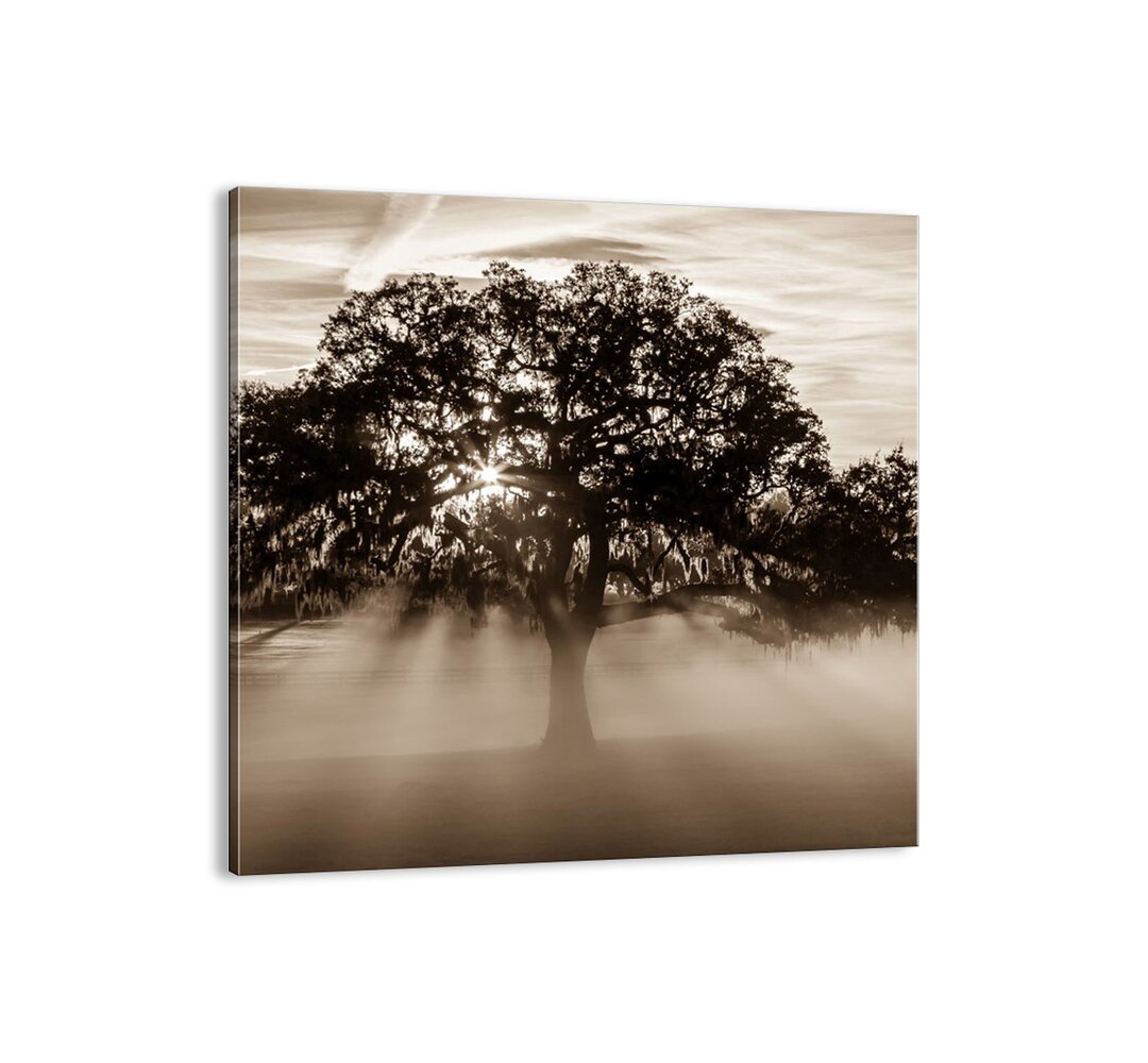 Leinwandbild - Fotografie „Good News Tree”