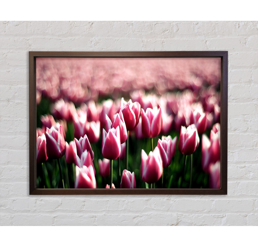 Tulpen Frühling - Einzelner Bilderrahmen Kunstdrucke auf Leinwand