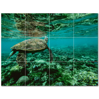 Tortue photo 6 x 6
