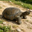 Figurine de tortue réaliste de 30,51 po de long, statue de tortue en résine haute de 11,22 po, grande sculpture de jardin d'extérieur pour décoration naturelle et thématique