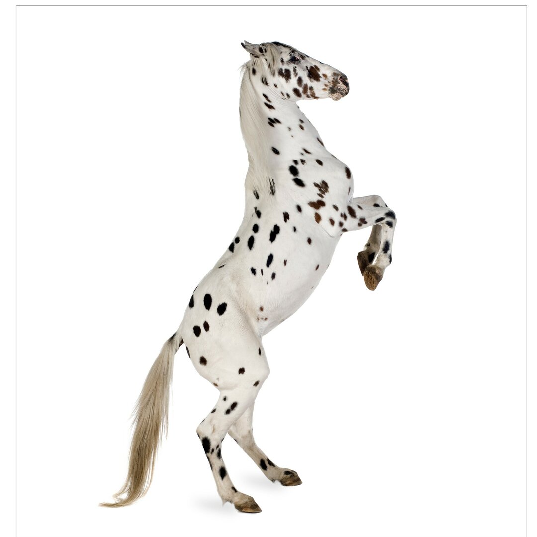 Tapete Appaloosa