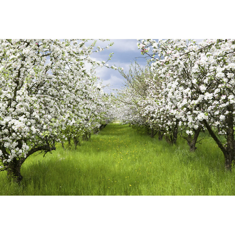 Spring Orchard - Photographie sur toile tendue, H 8 po x l 12 po
