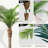 Artificial Palm Tree In A Pot A Set-1100543934