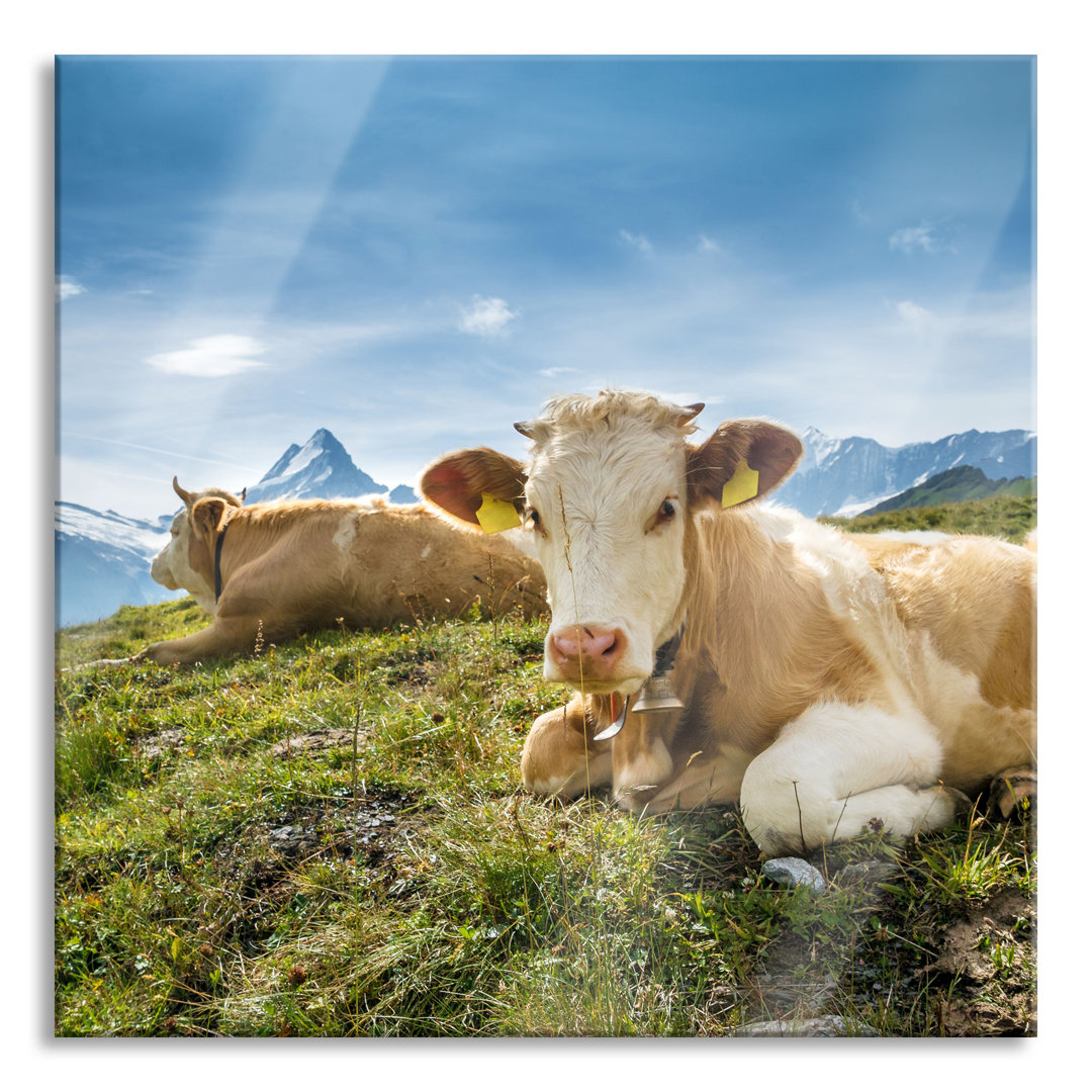 Ungerahmtes Foto auf Glas "Simmental-Kühe vor den Schweizer Alpen"