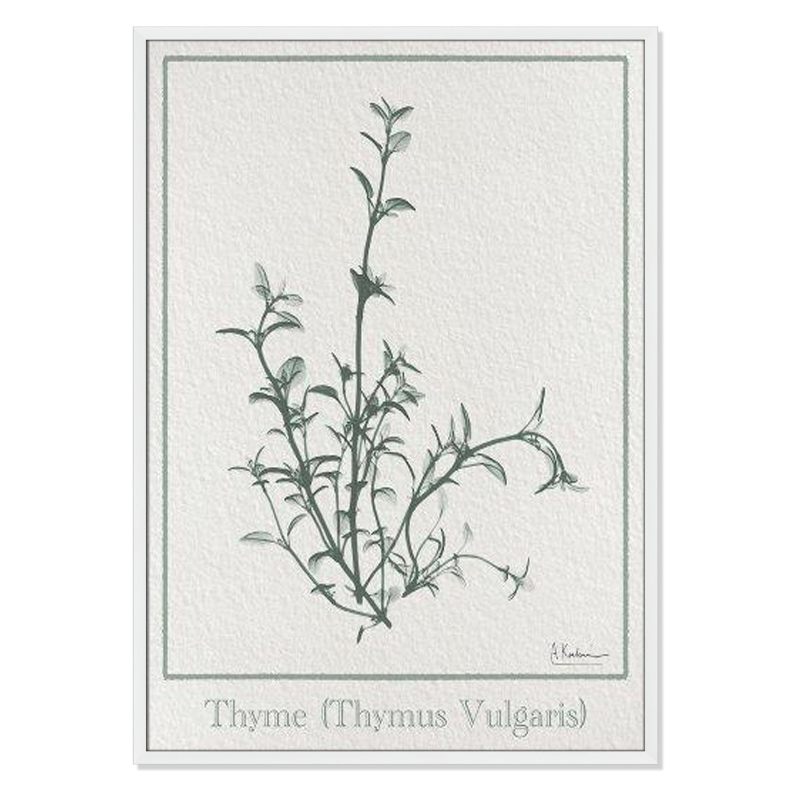 Jeanette "Thymus Vulgaris" Print, 41.5" H x 29.5" W x 1.25" D, Satin White Framed Paper