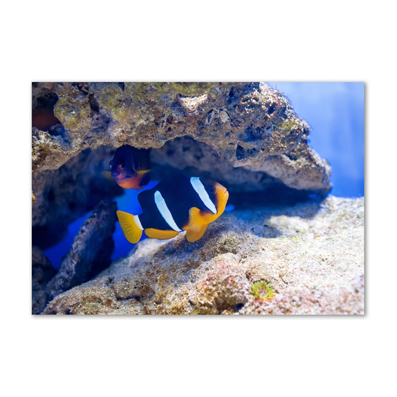 Tropical Fish - Wrapped Canvas Print