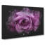 Purple Rose Flower Vol.1 - Wrapped Canvas-61882929