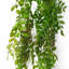 Hetton 100cm Faux Plant-1662862555