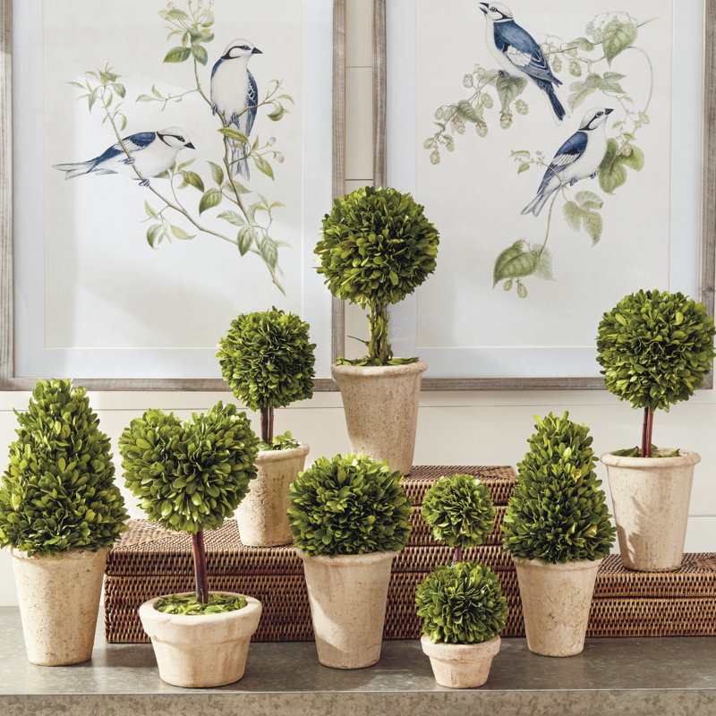 Preserved Greens Boxwood Topiary in Ceramic Pot