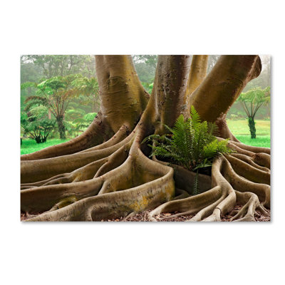 Alexan 'Roots Sarasots Big Tree' Photographic Print on Wrapped Canvas