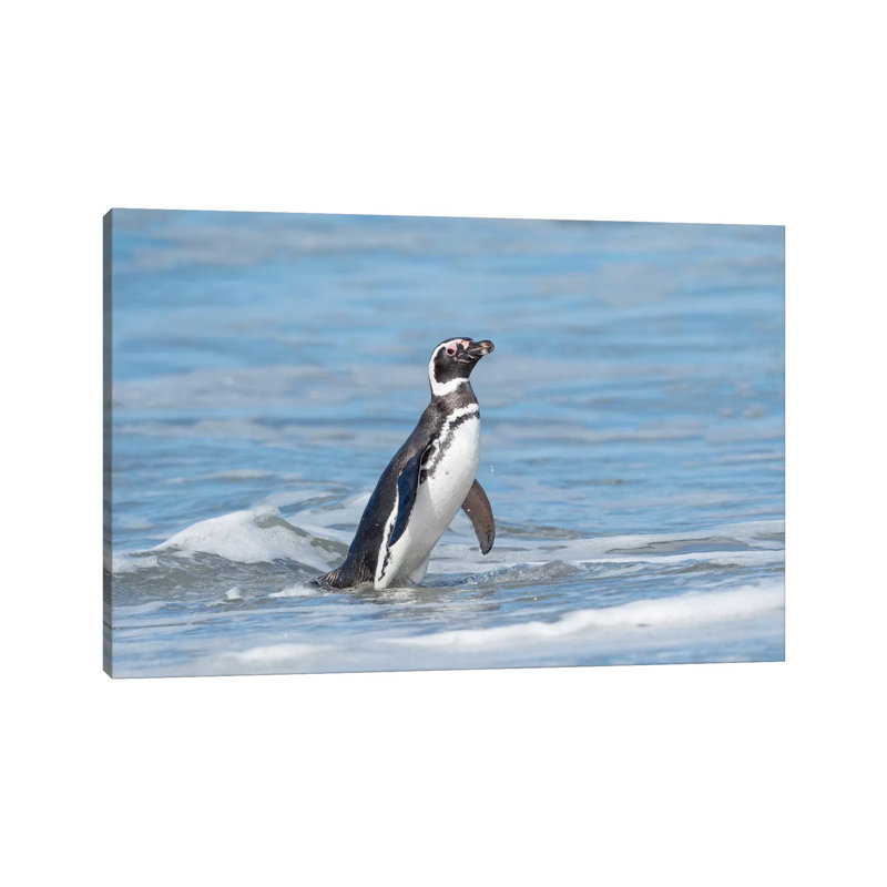 Magellanic Penguin, Falkland Islands. by Martin Zwick - Wrapped Canvas Photograph, 101.6 cm H x 66.04 cm W x 1.91 cm D