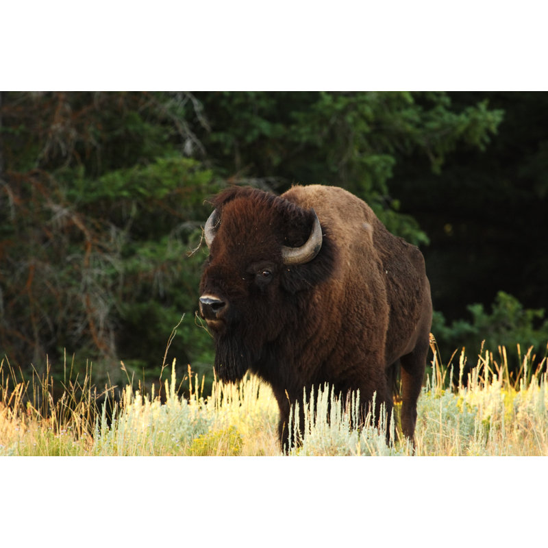 Bison, H 8 po x l 12 po x P 1,25 po