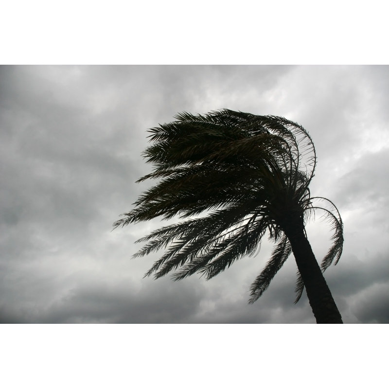 Palm Tree Whipped By The Wind - Wrapped Canvas Print, 20cm H x 30cm W x 3.8cm D