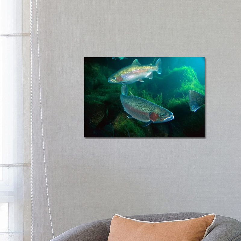Rainbow Trout Pair Underwater In Utah by Michael Durham - Wrapped Canvas Print, 66.04 cm H x 45.72 cm W x 3.175 cm D
