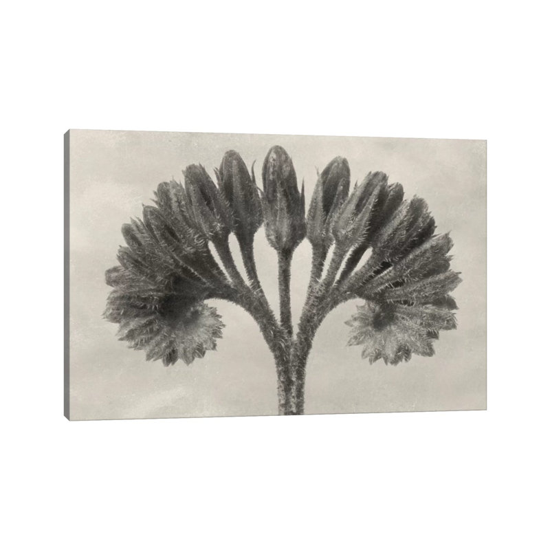Blossfeldt Botanical VII by Karl Blossfeldt - Wrapped Canvas Print, 20.32cm H x 30.48cm W x 1.91cm D