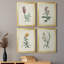 Traditional Botanical I - Ensemble de 4 peintures sur toile encadrées-1478529741-1478529719