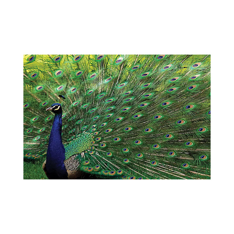 «Majestic Peacock» par Brian Wolf - photographie sur toile tendue, H 12 po x l 18 po x 1,5 po