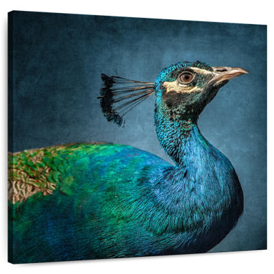 Crowle Blue Peacock Portrait
