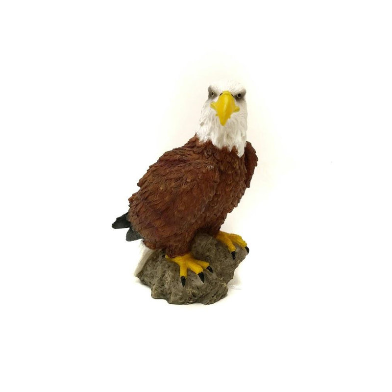 American eagle Alleyne