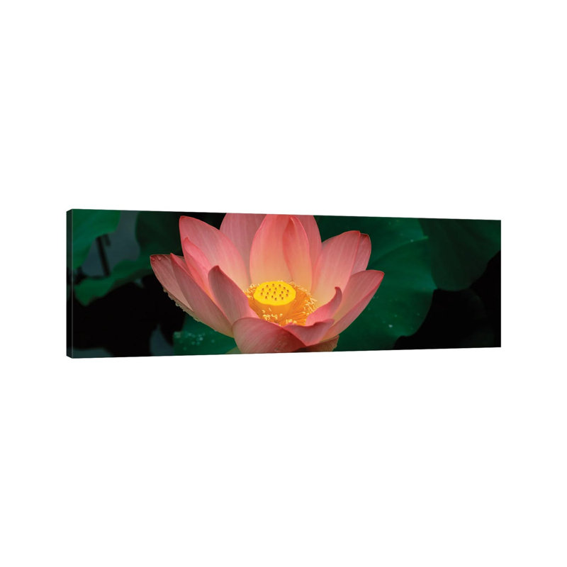 Lotus Blooming in a Pond 1 Piece Wrapped Canvas Panoramic Wall Art, 121.92 cm H x 40.64 cm W x 3.175 cm D
