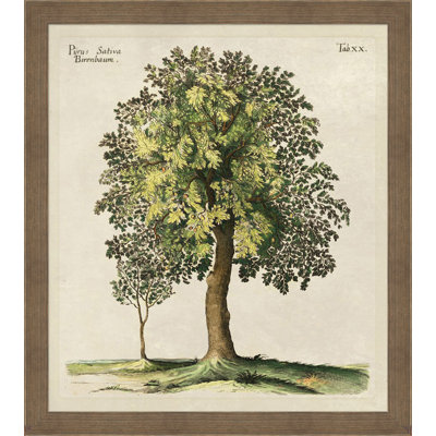 Purus Sativa - Peinture encadrée sur papier