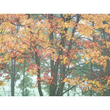 Autumn Portrait Blue Ridge Parkway #3 Print by Bruce Heinemann