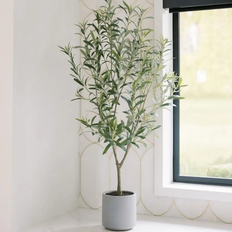 Olive sans fruit 4 'en pot