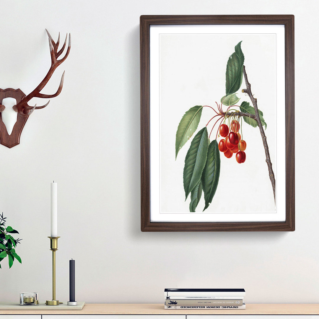 Sweet Cherry Tree by Giorgio Gallesio - Picture Frame Art Print