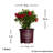 1 Gallon Autumn Bonfire Encore Azalea - Re-Blooming Evergreen Shrub with Red Blooms