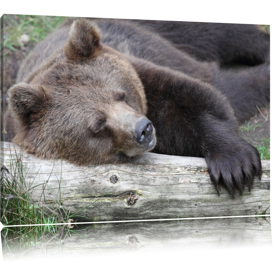 Leinwandbild Bär schläft auf Baumstamm