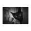 « hello black cat », reproduction de photo sur toile tendue-30312169