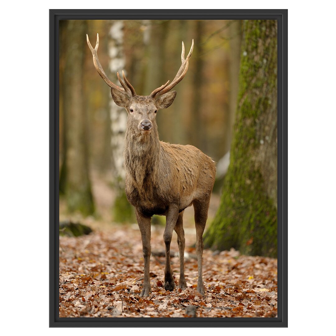 Gerahmtes Wandbild Schöner HirschWald