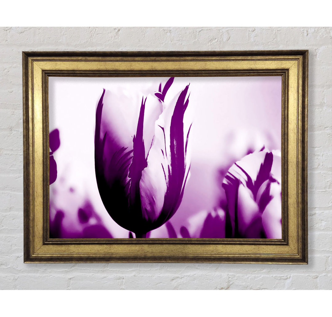 Gem Of A Tulip Purple - Einzelner Bilderrahmen Kunstdrucke