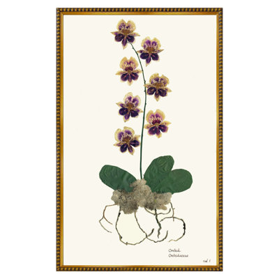 Orchid I Print