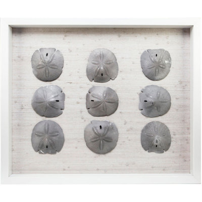" Sand Dollars "