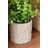 Eucalyptus In Pot(set Of 2)