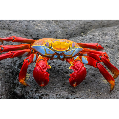 " Sally Lightfoot Crab "