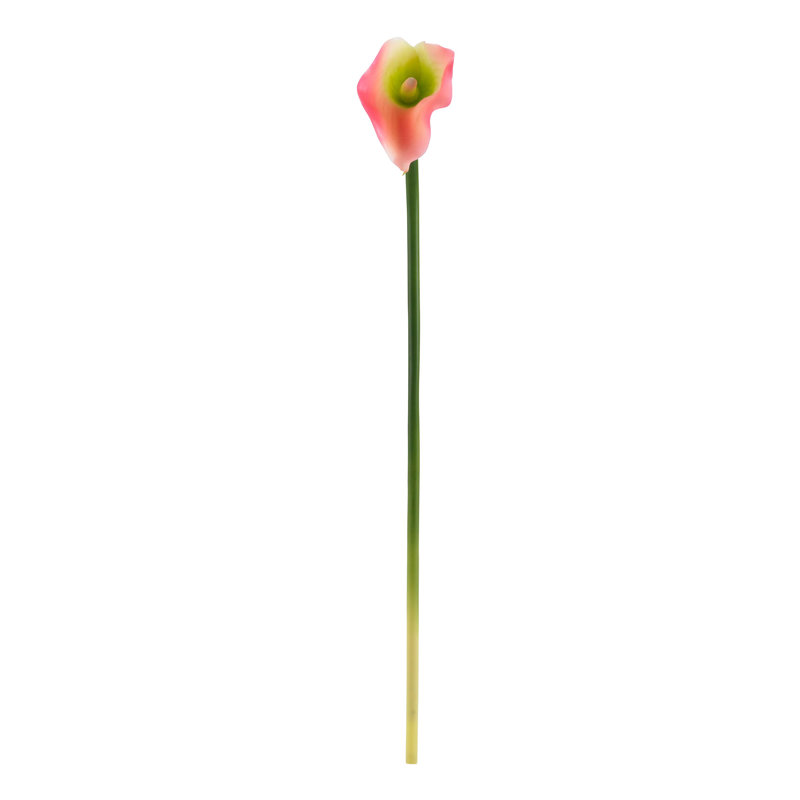 Tige Calla Lielies, Rose