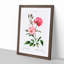 Ever-blowing Pink Roses by Pierre-Joseph Redoute - Picture Frame Painting Print-55535958-55535956