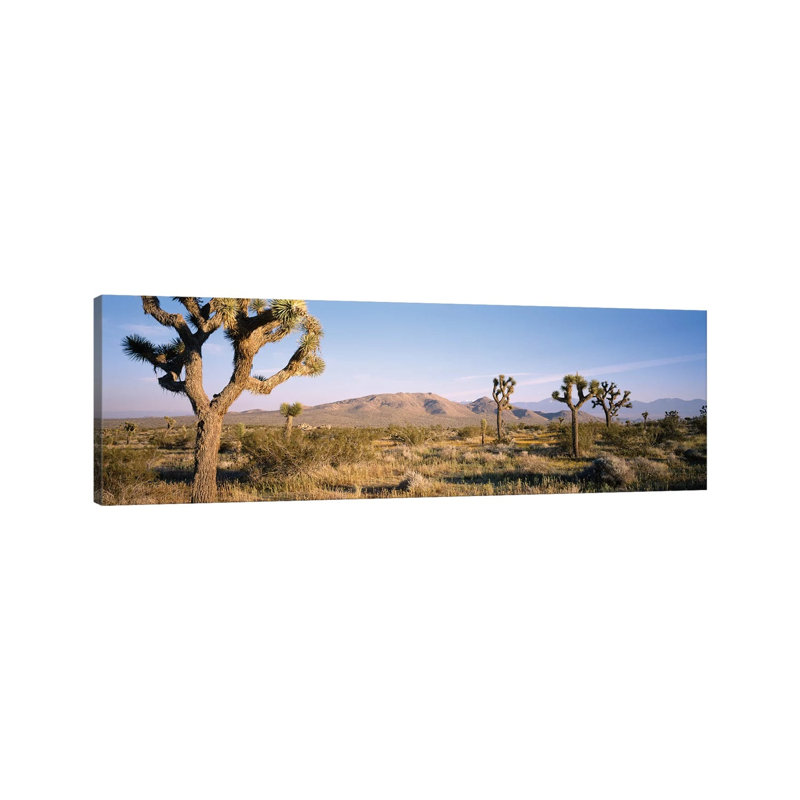 Joshua Tree National Park, California, USA I - Wrapped Canvas Panoramic Print, 30.48 cm H x 91.44 cm W x 1.91 cm D