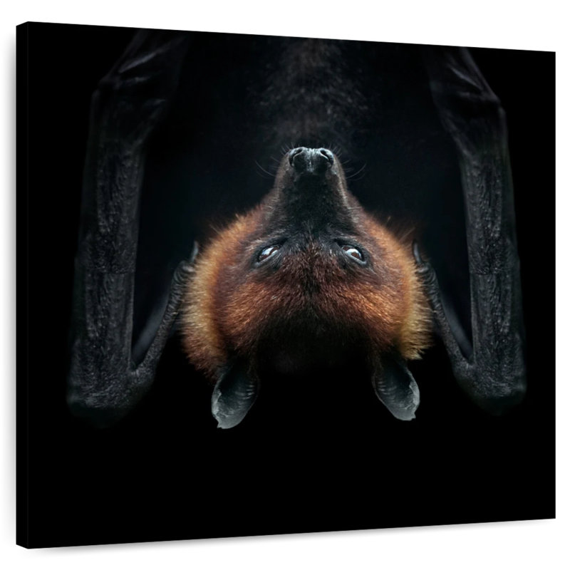 Crowle Upside Down Flying Fox Bat, 10" H x 10" W